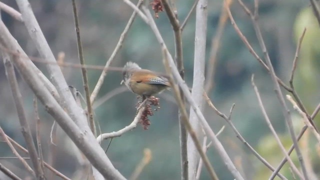 Rusty-fronted Barwing - ML615576701