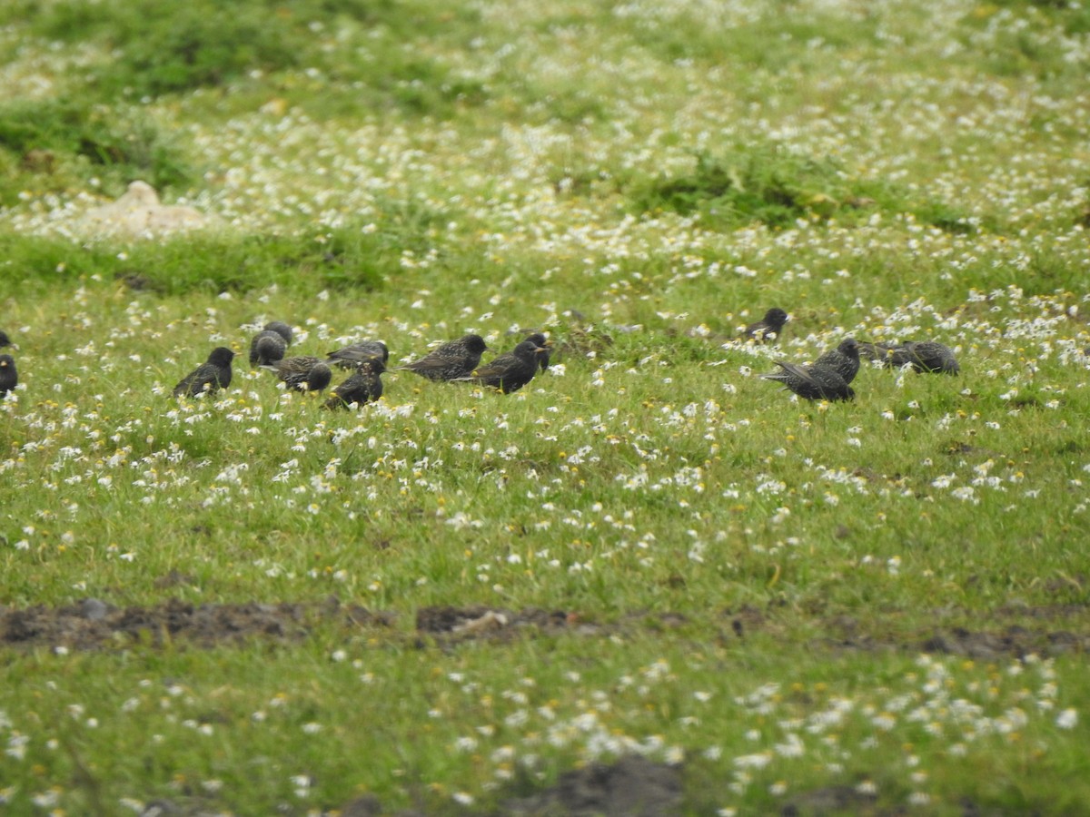 European Starling - ML615576706