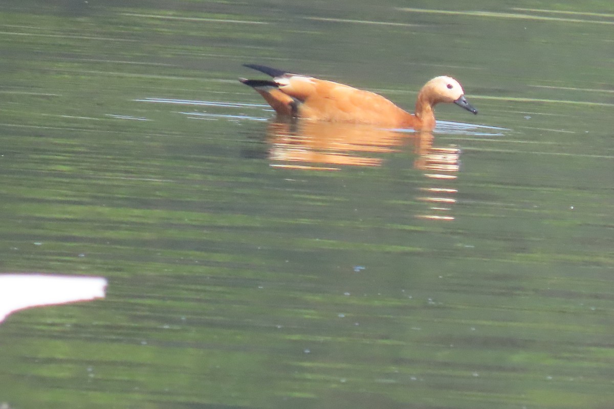 Ruddy Shelduck - ML615576773