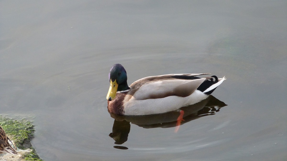 Mallard - ML615576777