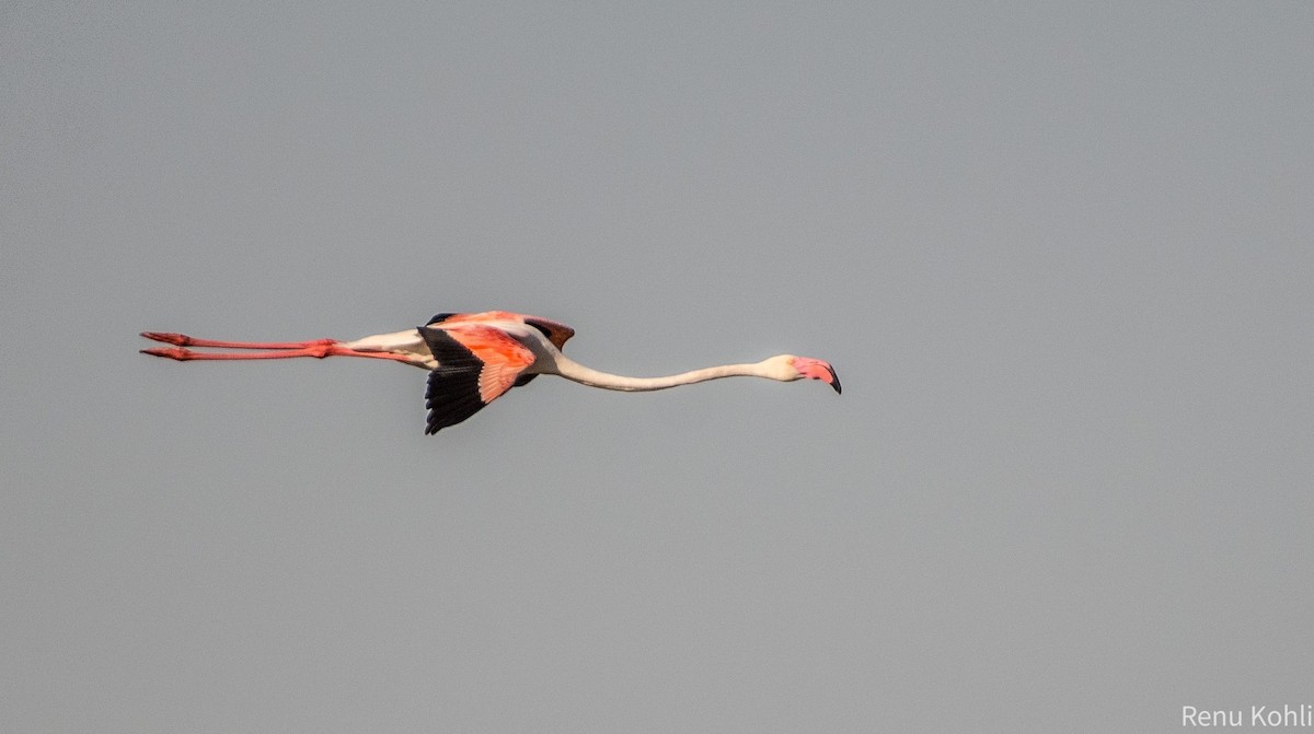 Greater Flamingo - ML615576854