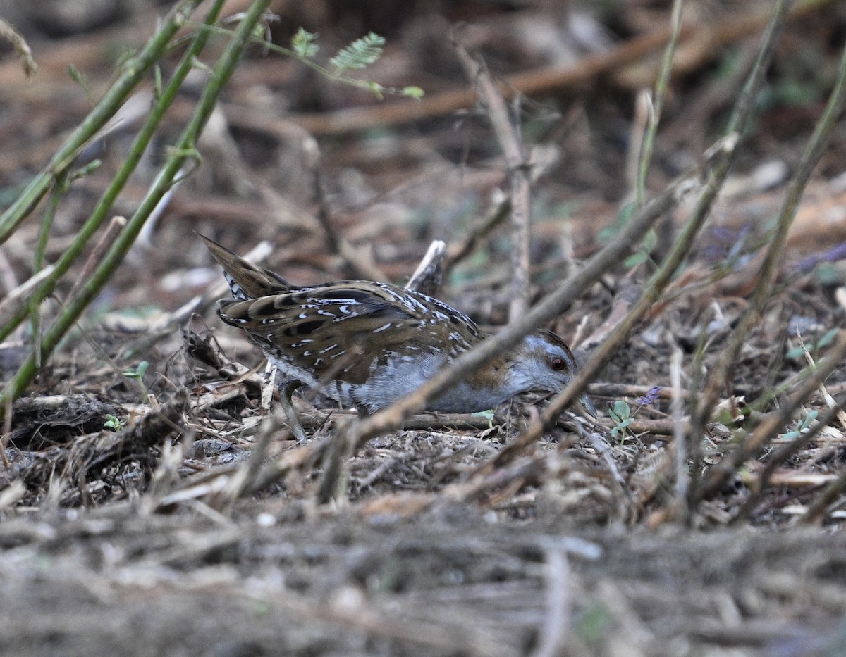 Baillon's Crake - Lor. Jerun Kid