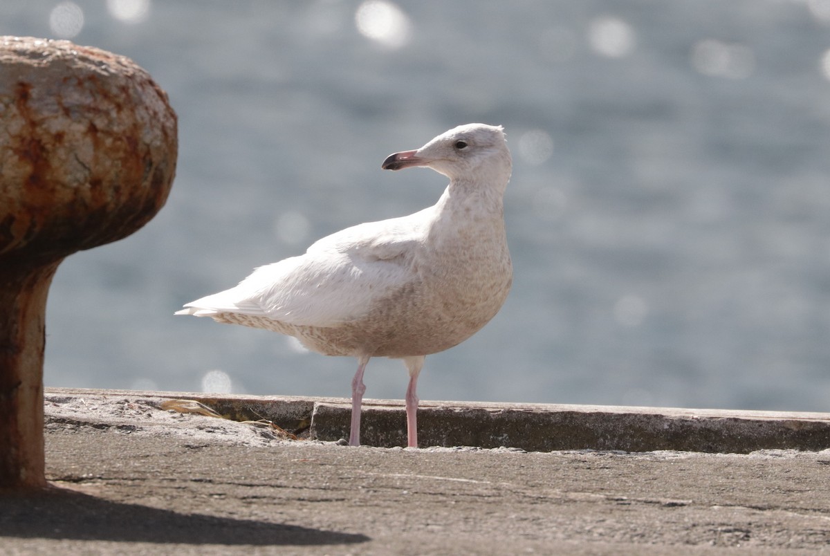 Glaucous x Glaucous-winged Gull (hybrid) - ML615576923