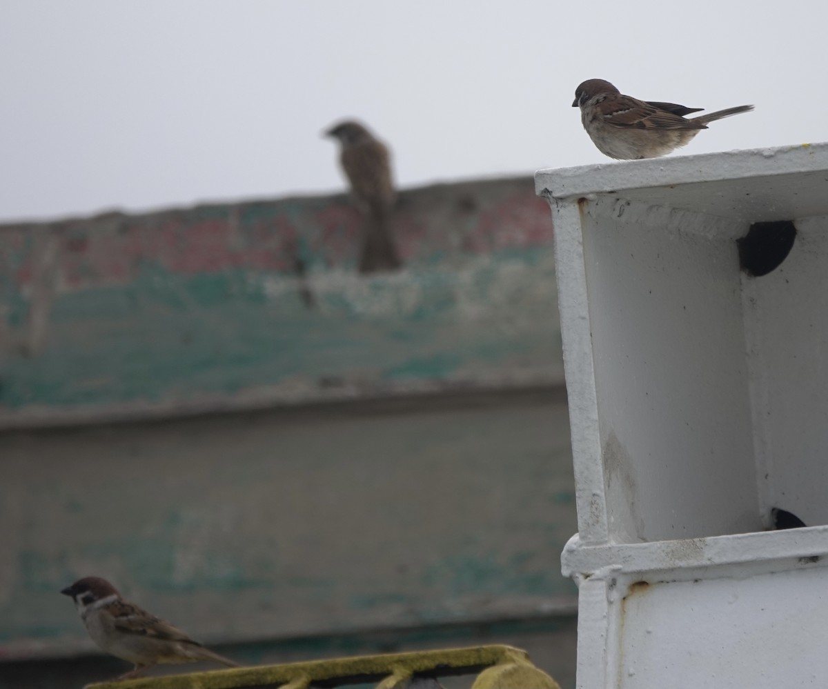 Eurasian Tree Sparrow - ML615576956