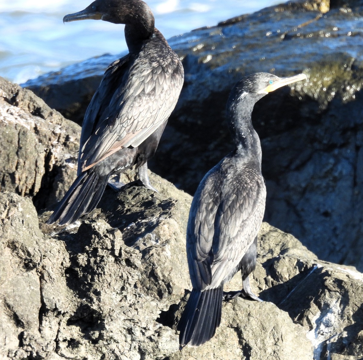 Neotropic Cormorant - ML615576994