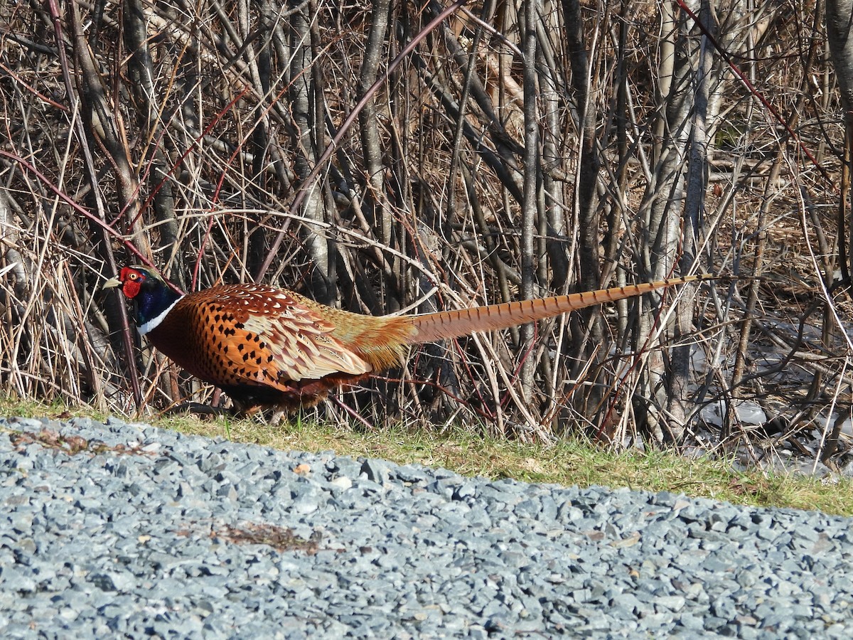 Ring-necked Pheasant - ML615577109