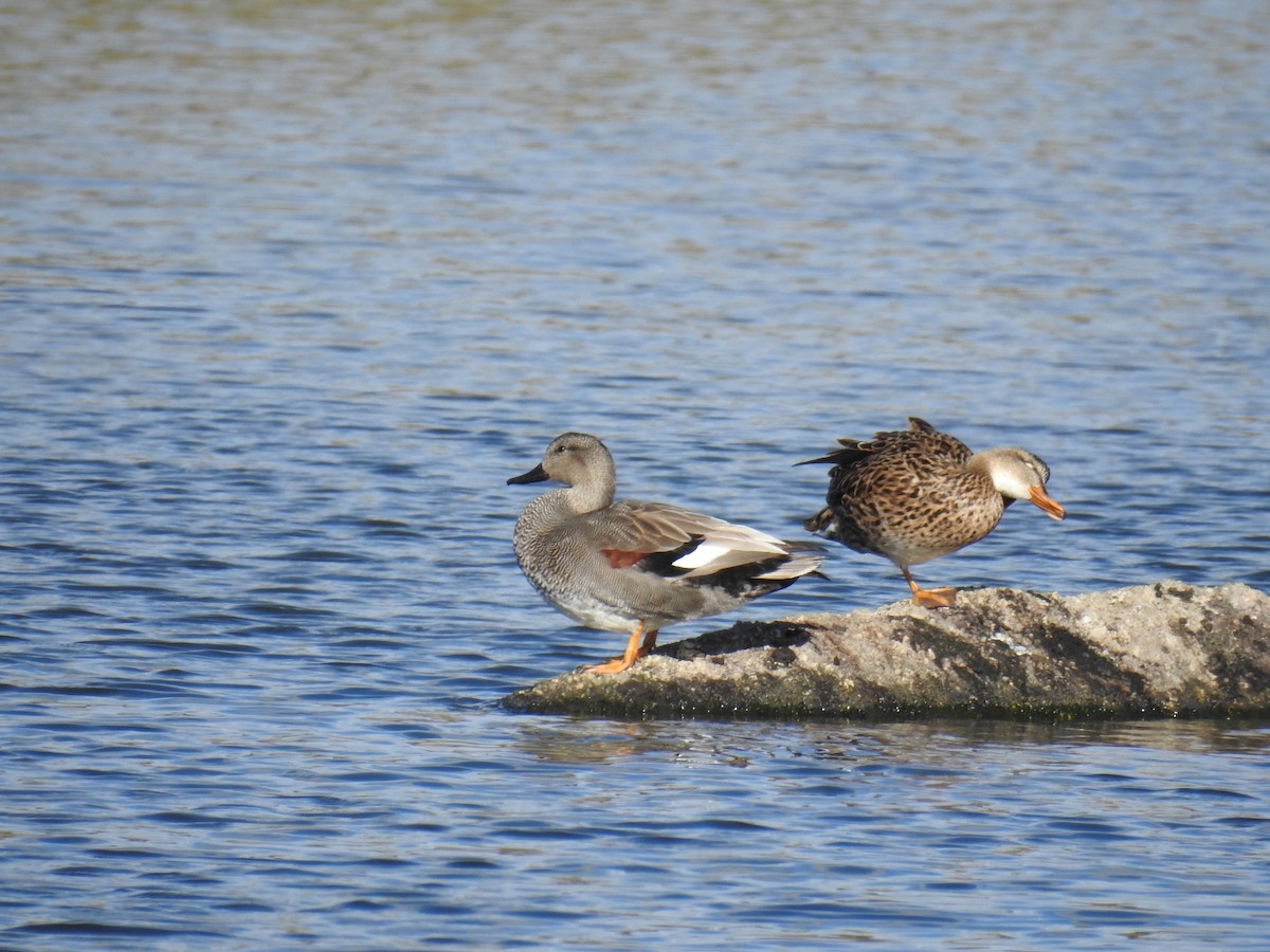 Бор нугас - ML615577130