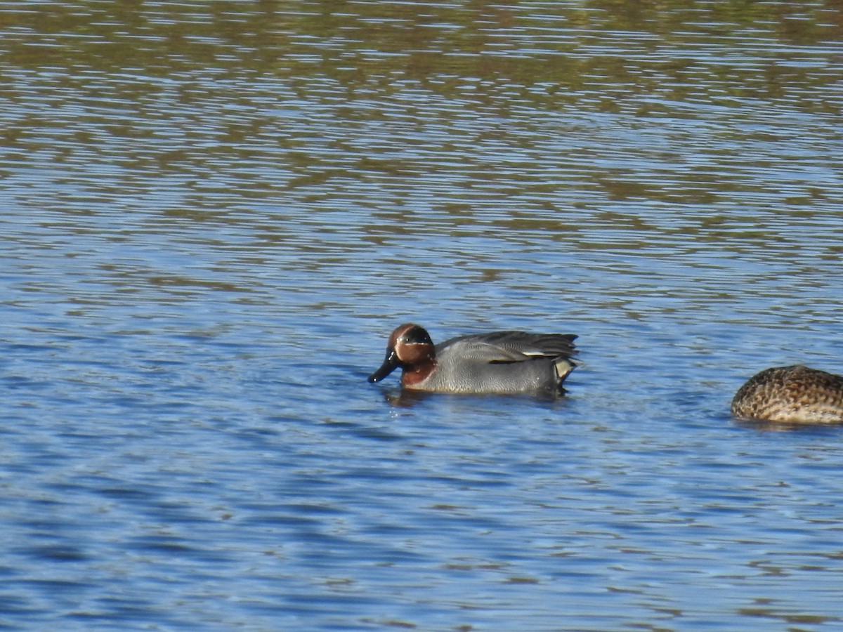 Ногоохон нугас - ML615577139