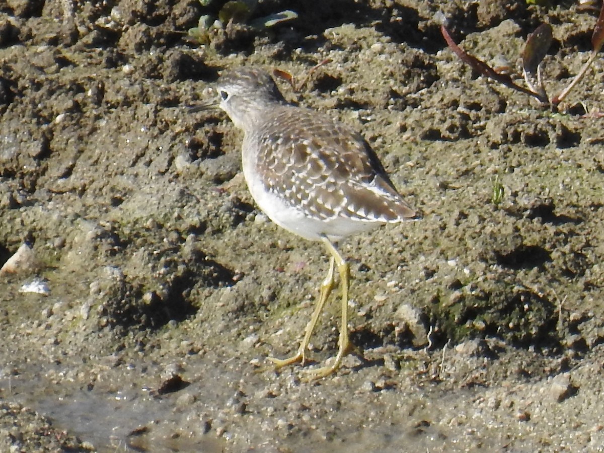 Шугуйн хөгчүү - ML615577142