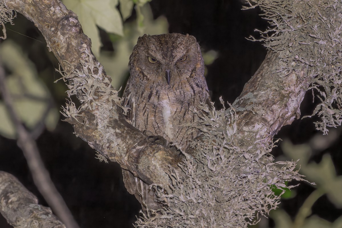 Madagascar Scops-Owl - ML615577158
