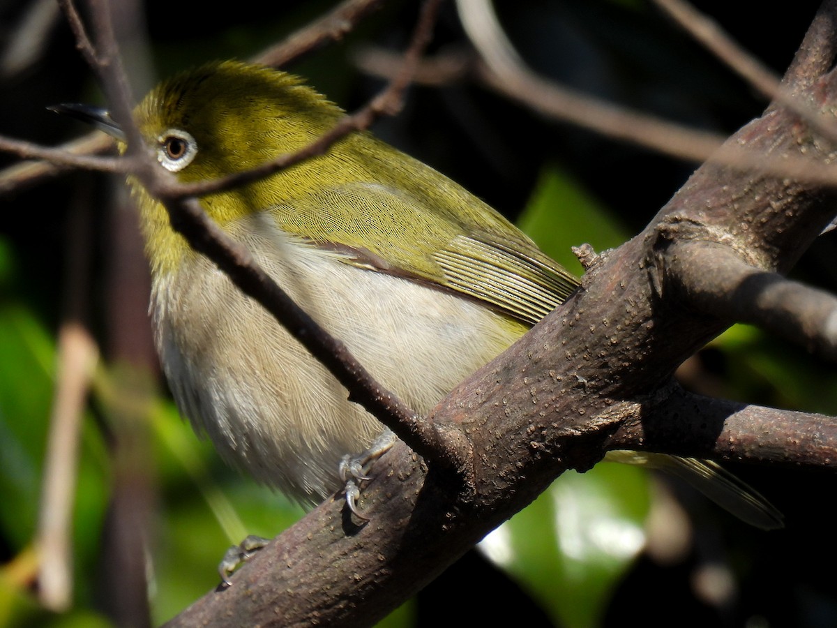 Warbling White-eye - ML615577195