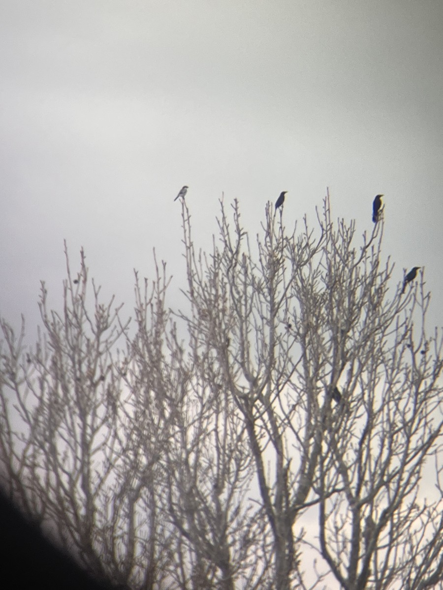 Loggerhead Shrike - Adriana Jacobi 🦜