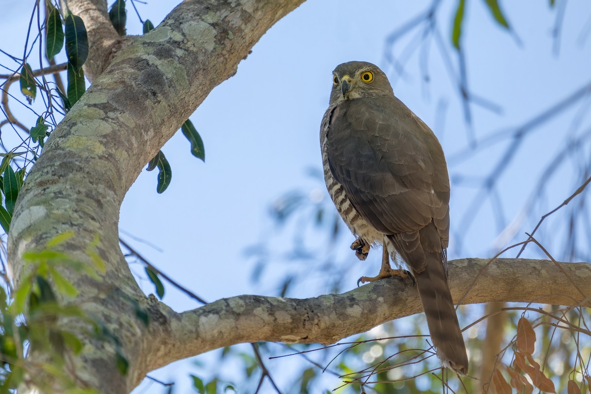 Frances's Sparrowhawk - ML615577247