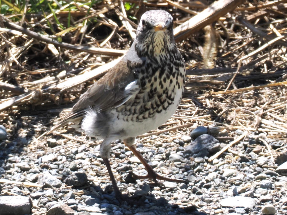 Дуулгат хөөндэй - ML615577250