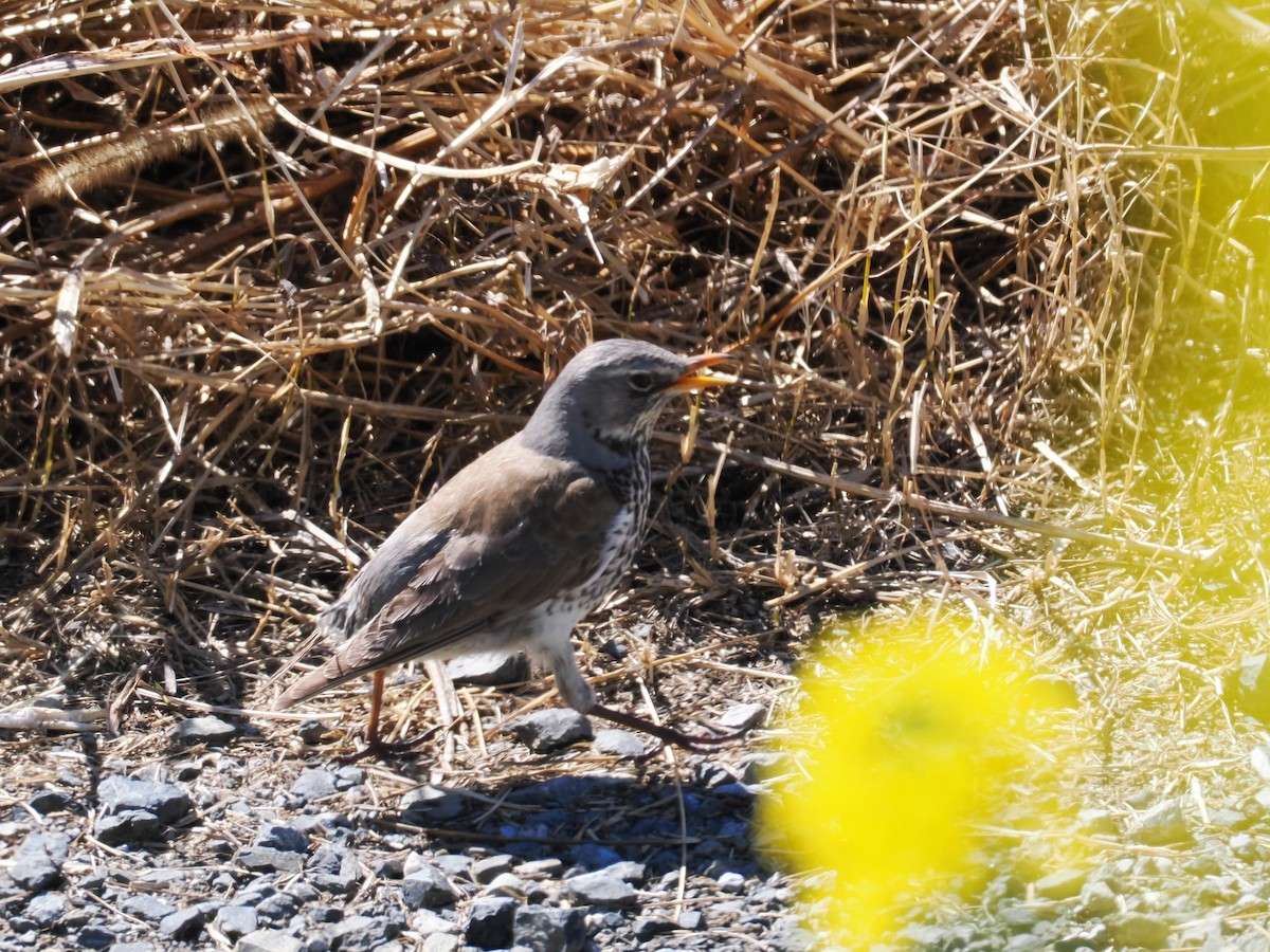 Дуулгат хөөндэй - ML615577251