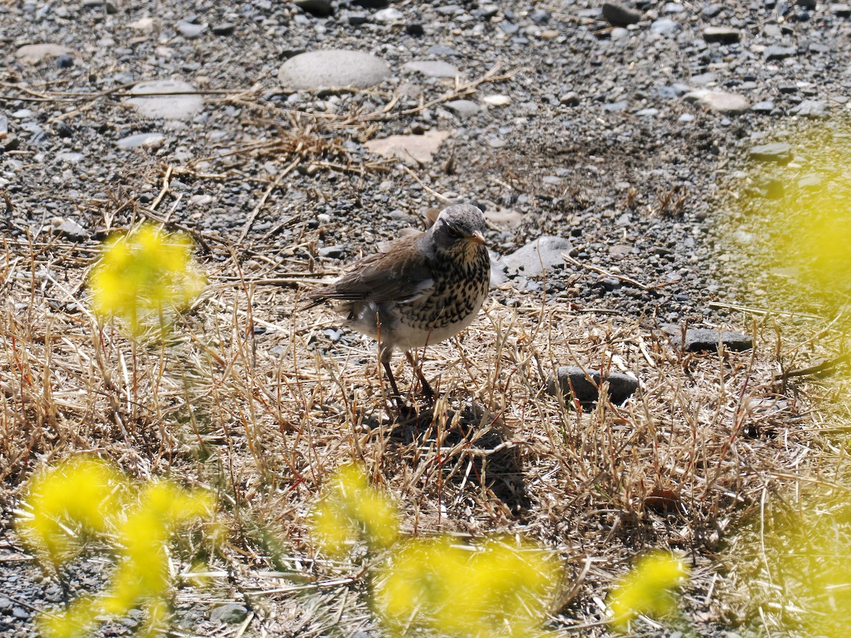 Дуулгат хөөндэй - ML615577253