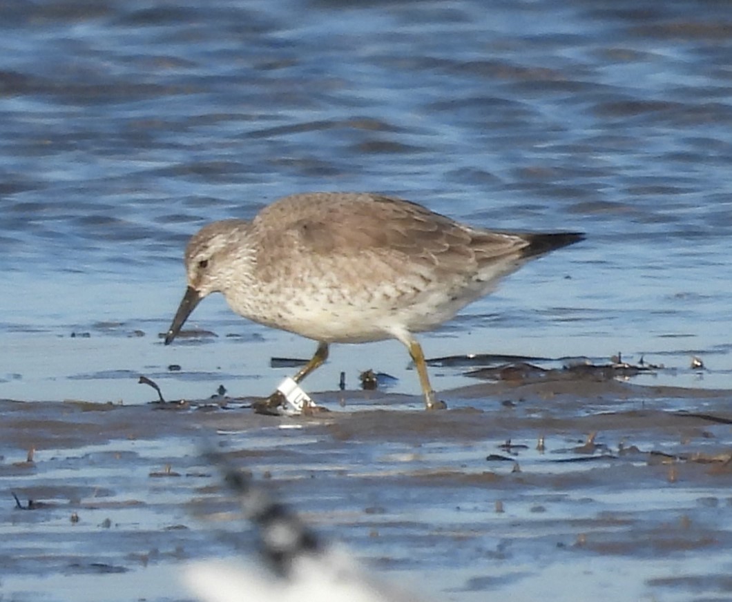 Red Knot - ML615577263