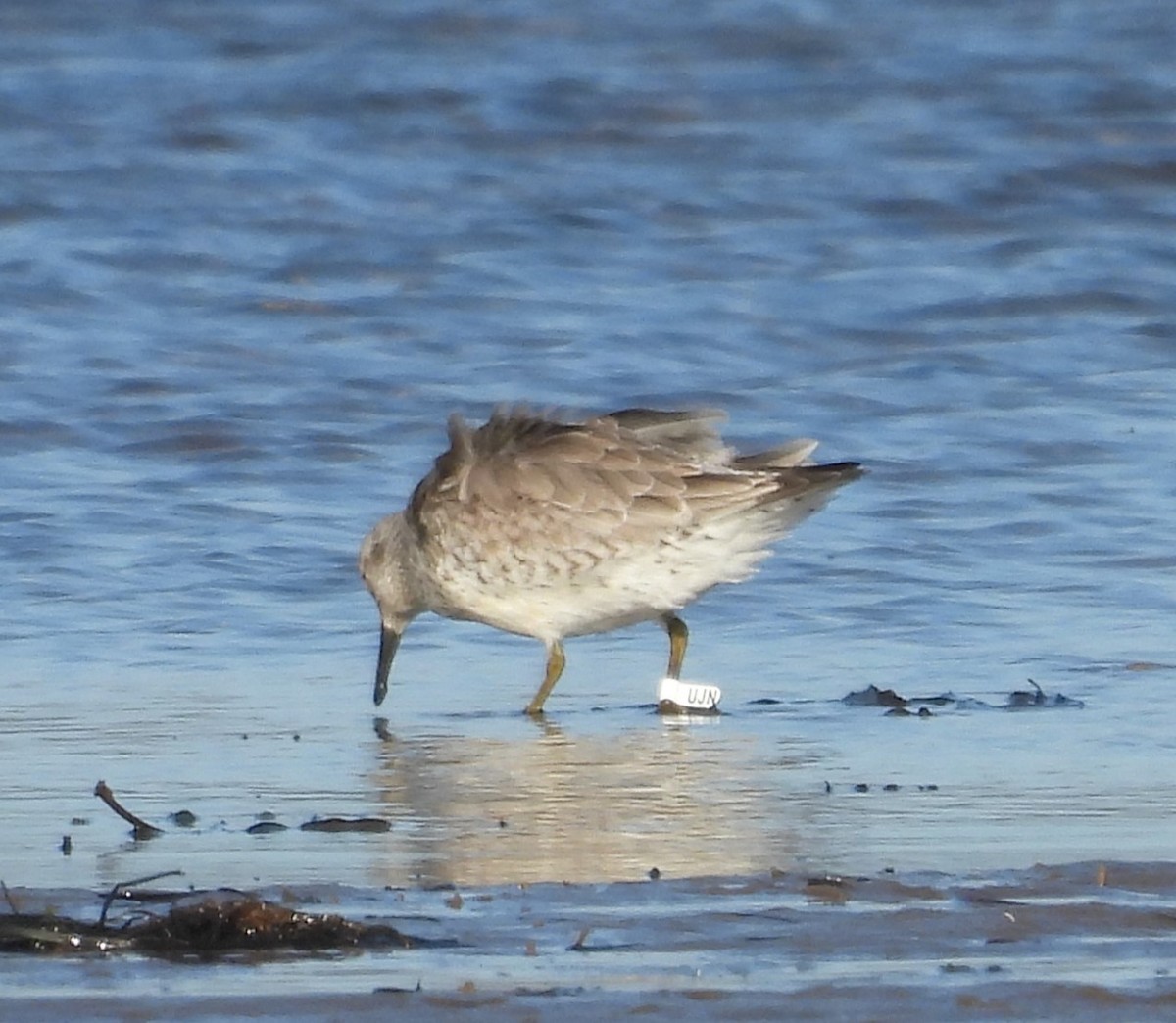 Red Knot - ML615577266