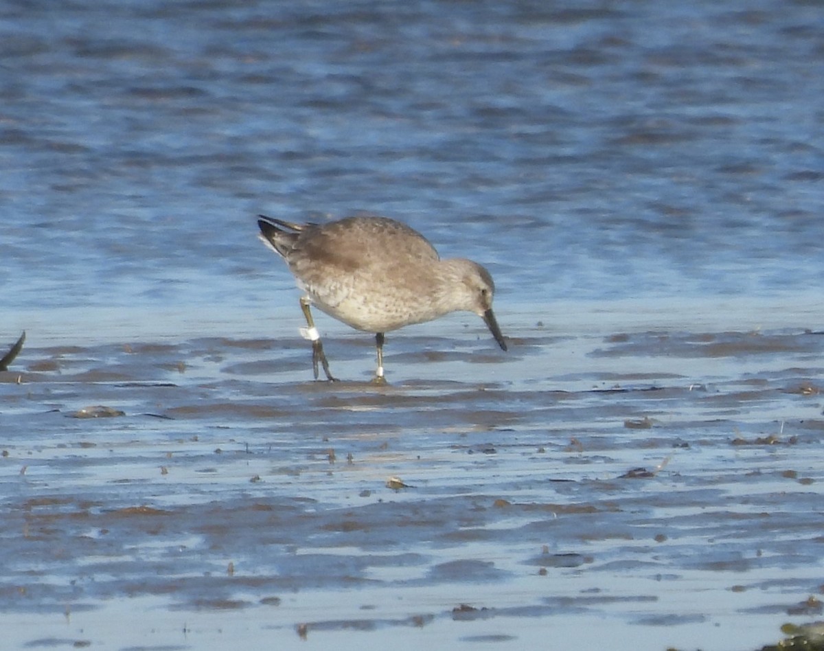 Red Knot - ML615577267