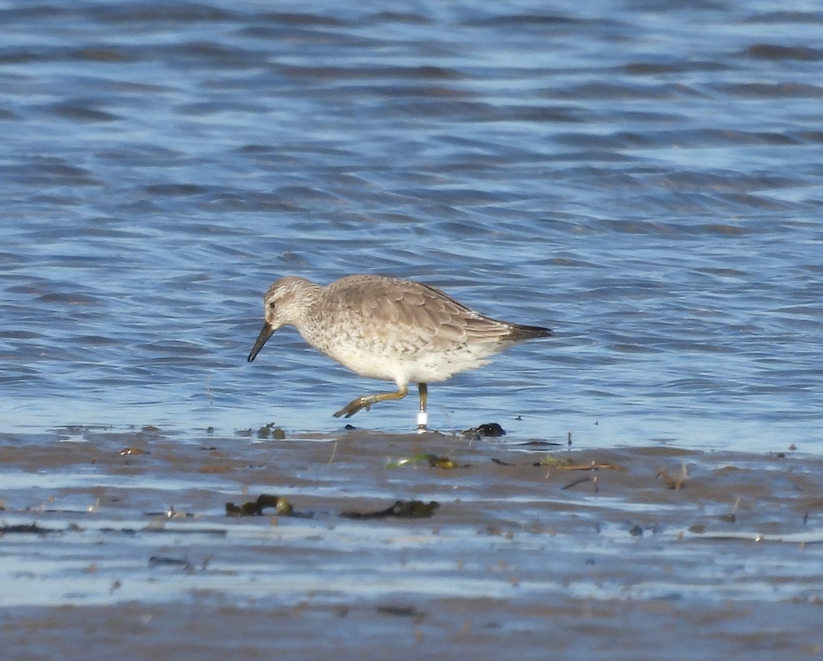 Red Knot - ML615577269