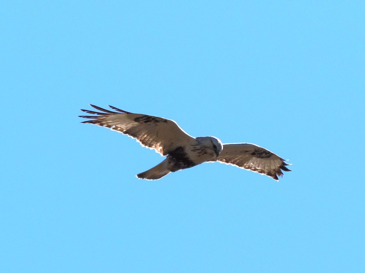 Тарлан сар - ML615577289