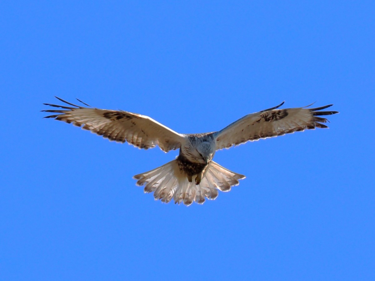 Тарлан сар - ML615577290