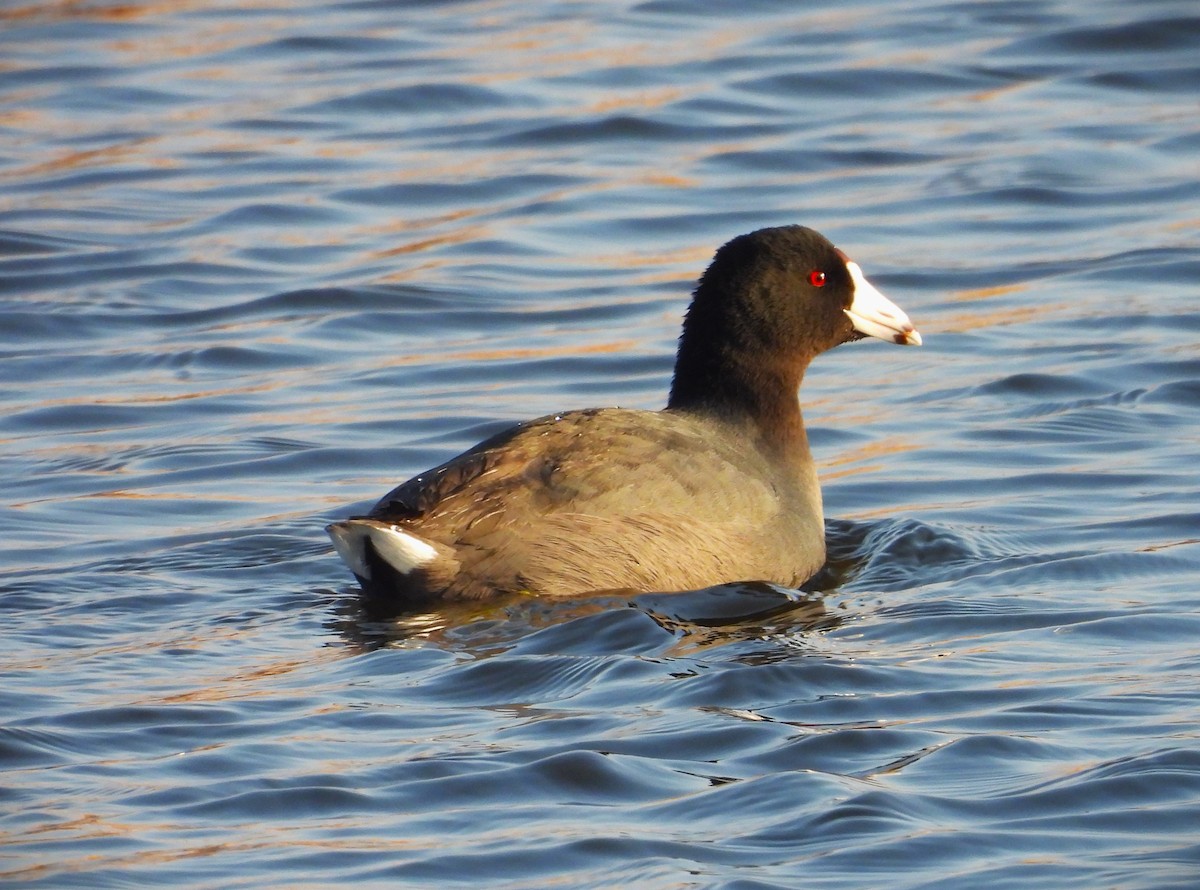 American Coot - ML615577293