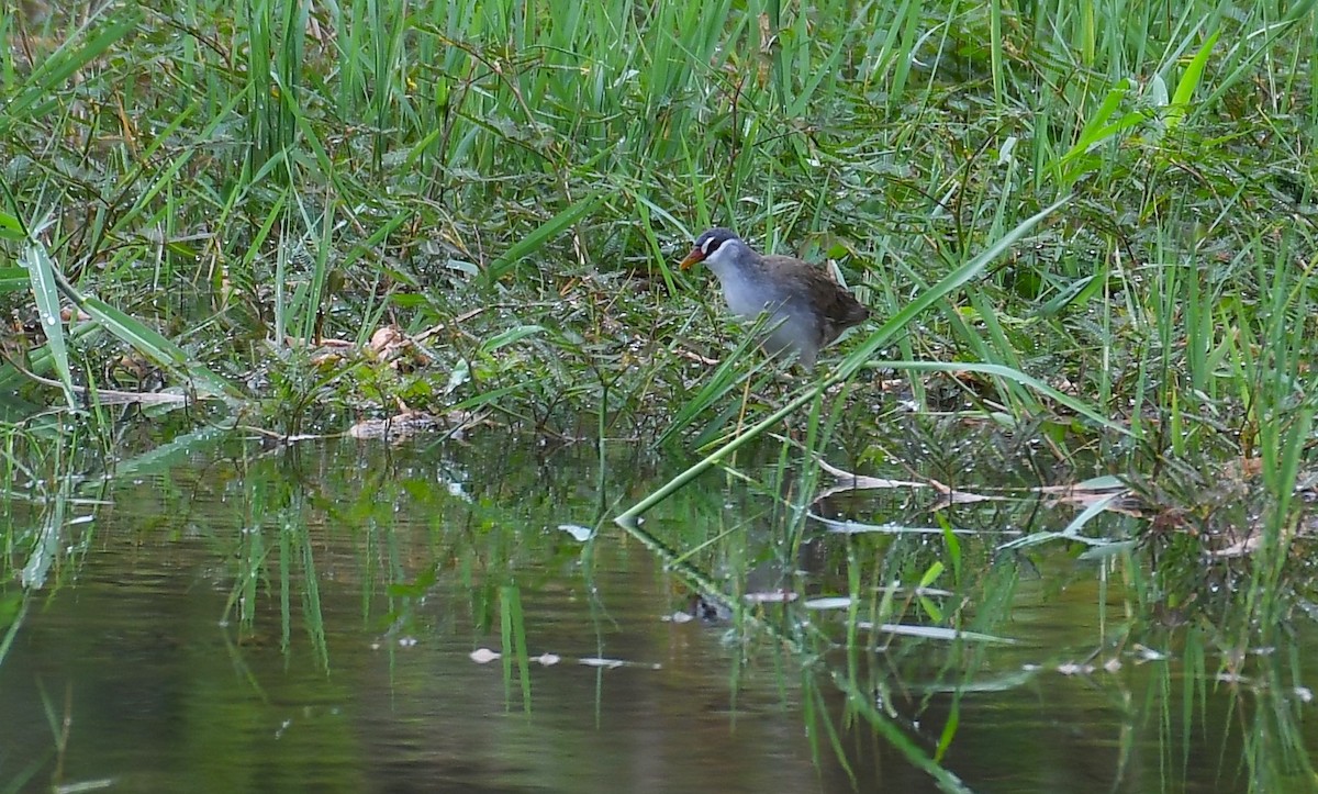 White-browed Crake - ML615577354