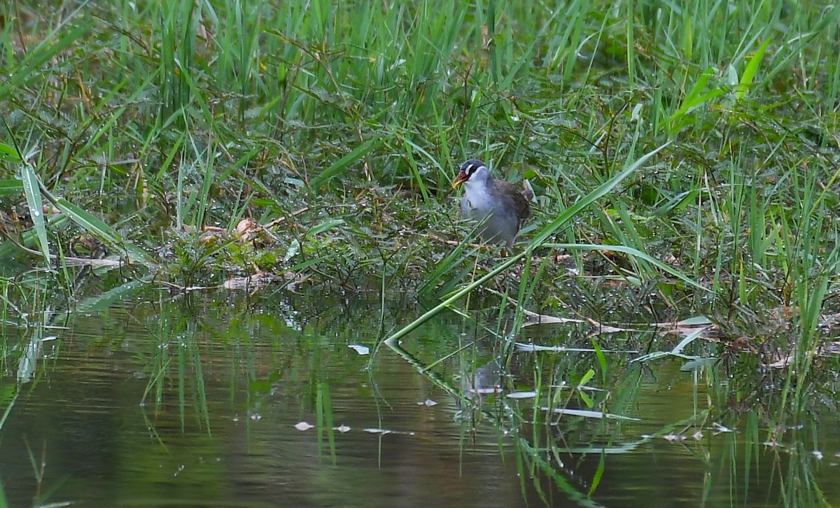 White-browed Crake - ML615577357