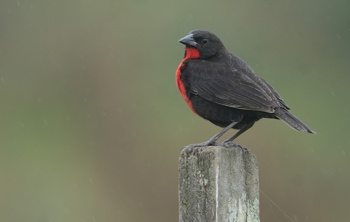 Red-breasted Meadowlark - ML615577383