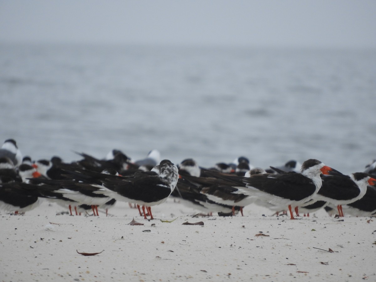 Black Skimmer - ML615577390