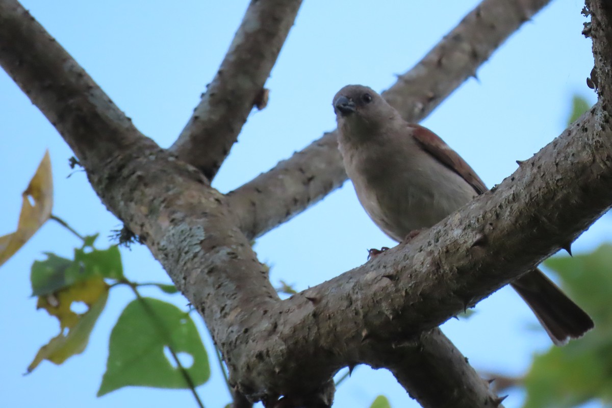 Southern Gray-headed Sparrow - ML615577420