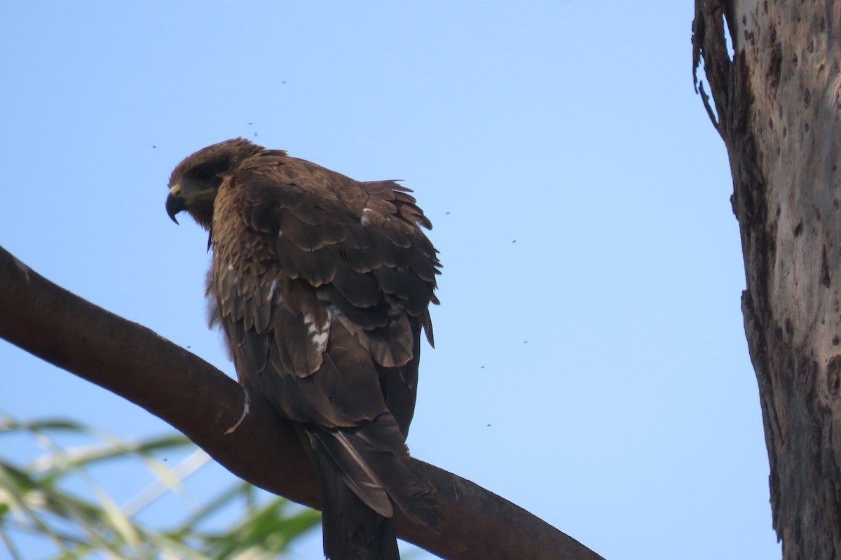 Black Kite - Chitra Ingole