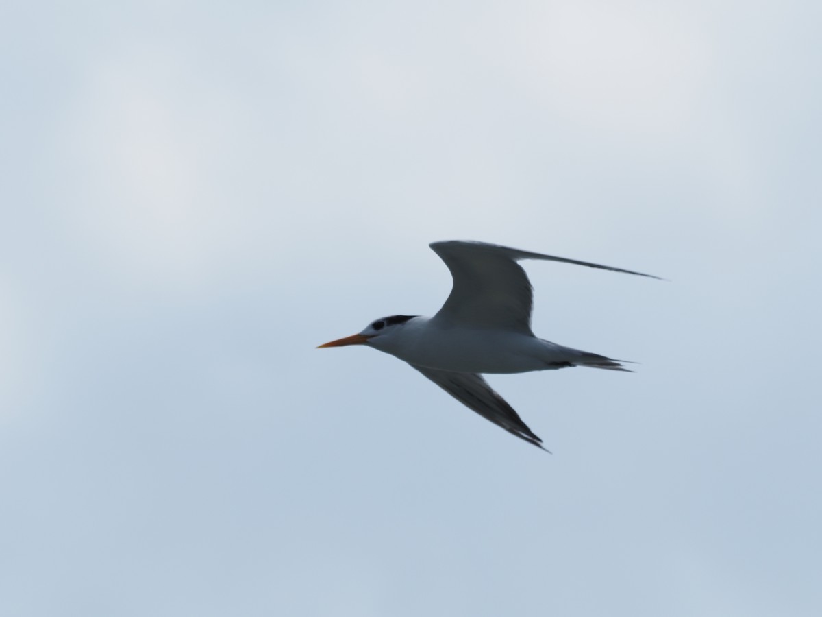 Lesser Crested Tern - ML615577467