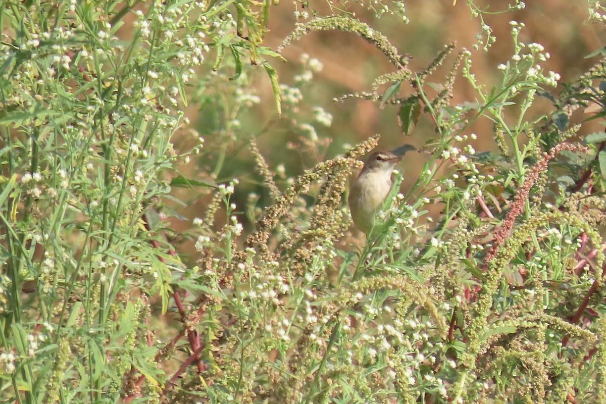 Paddyfield Warbler - Chitra Ingole