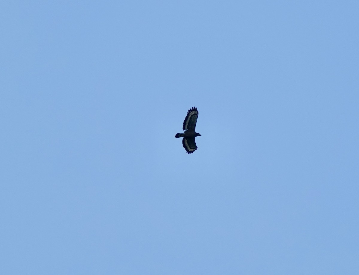 Crested Serpent-Eagle - ML615577529