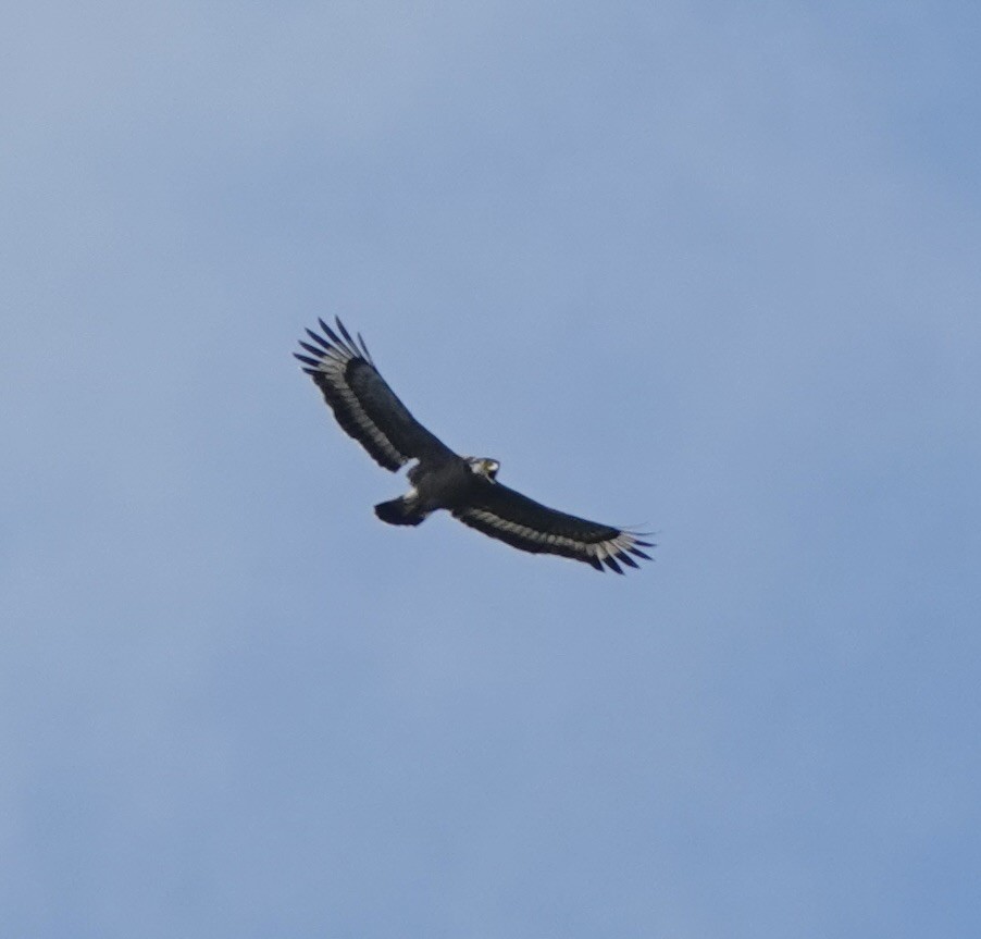 Crested Serpent-Eagle - ML615577530