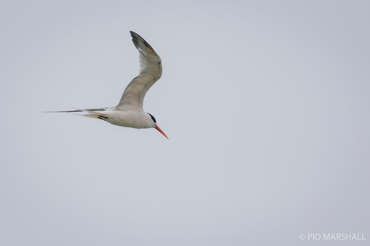 South American Tern - Pio Marshall