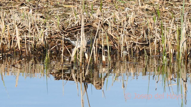 Common Snipe - ML615577536