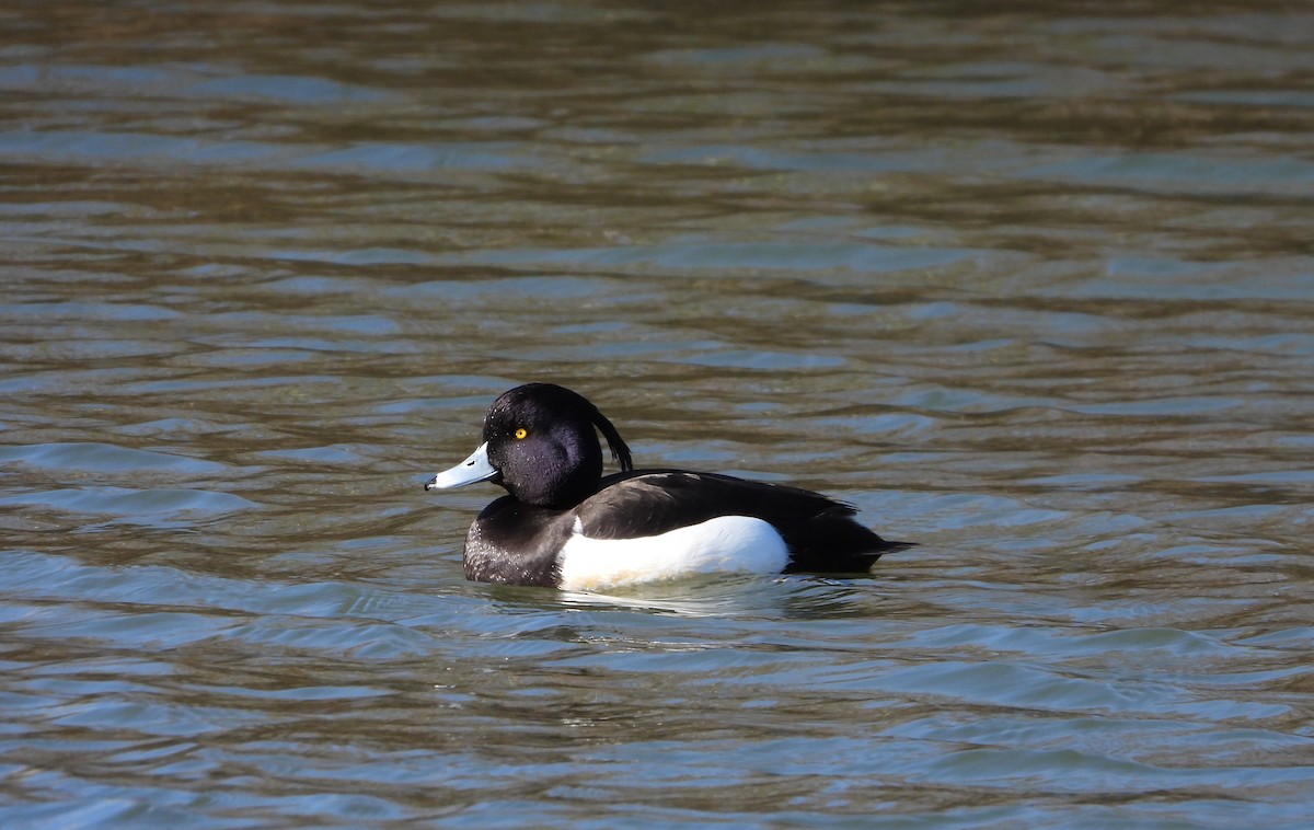 Tufted Duck - ML615577537