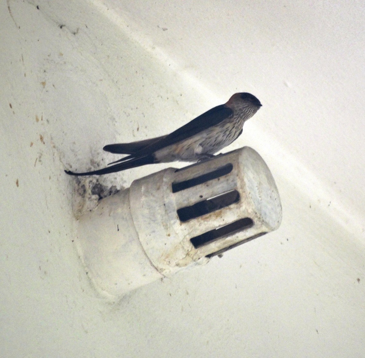 Red-rumped Swallow - Arend van Riessen