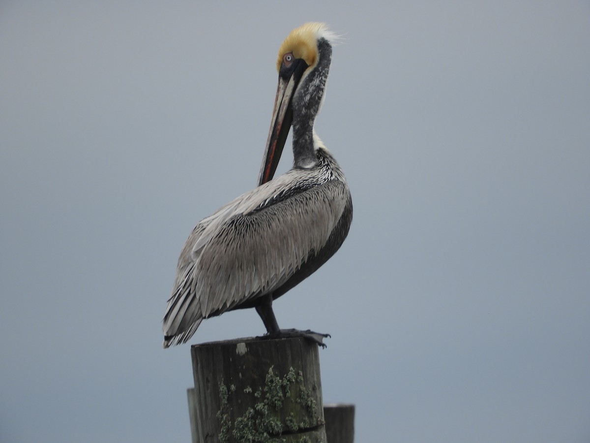 Brown Pelican - Thomas Bürgi