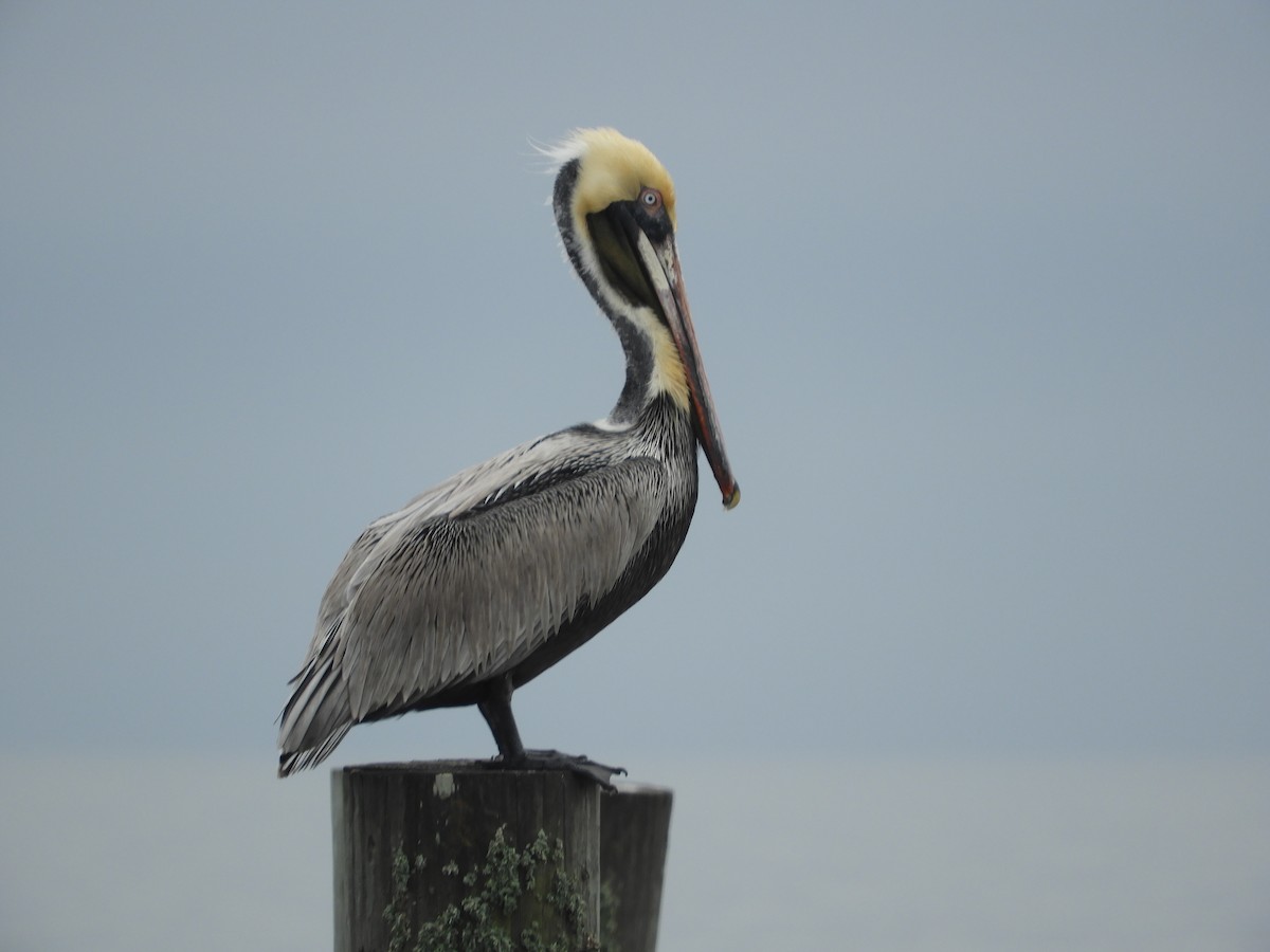 Brown Pelican - Thomas Bürgi