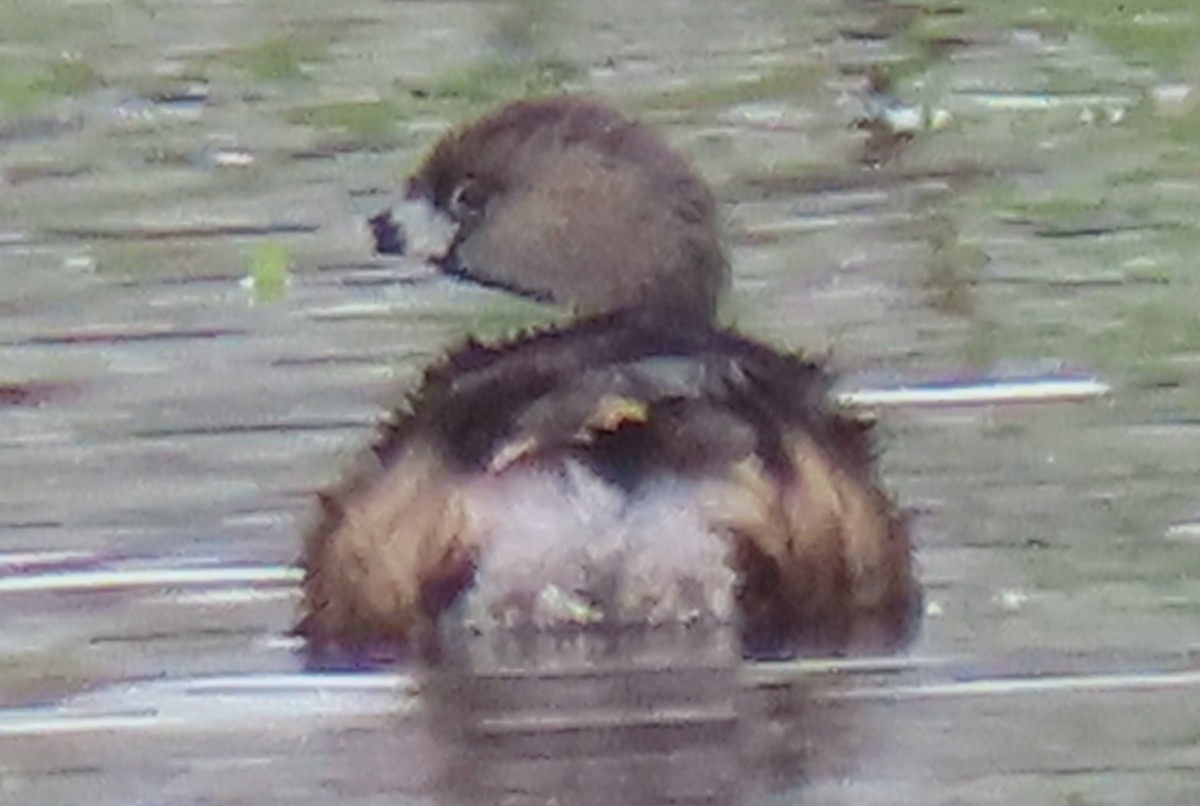 Pied-billed Grebe - ML615577577