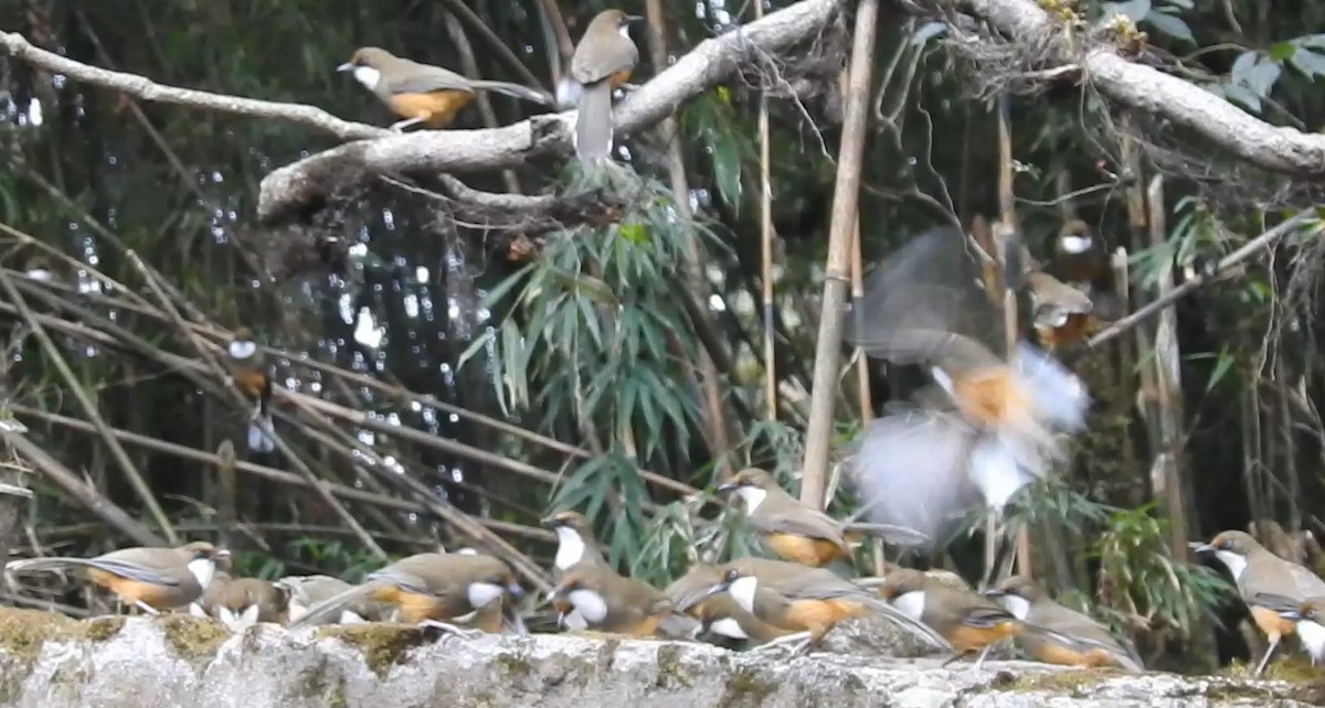 White-throated Laughingthrush - Gargi Mishra