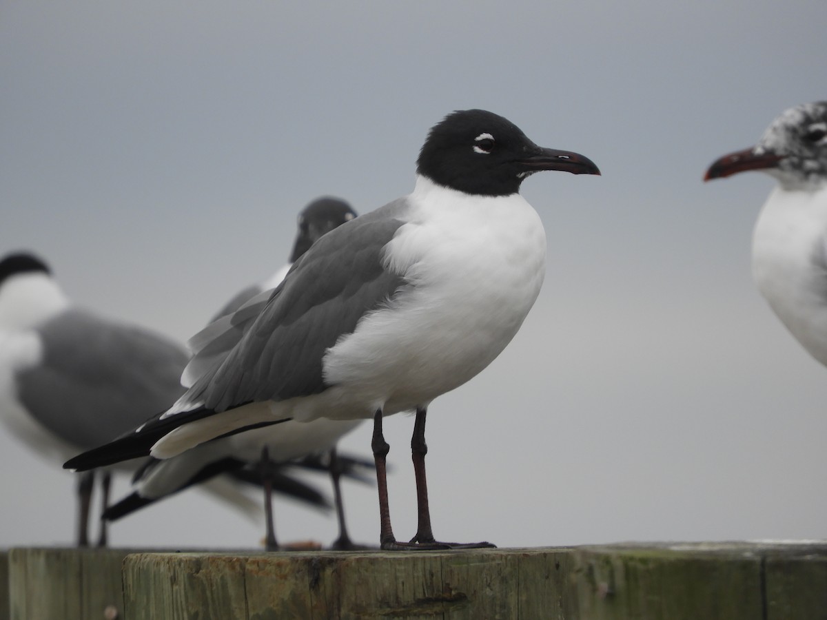 Laughing Gull - Thomas Bürgi