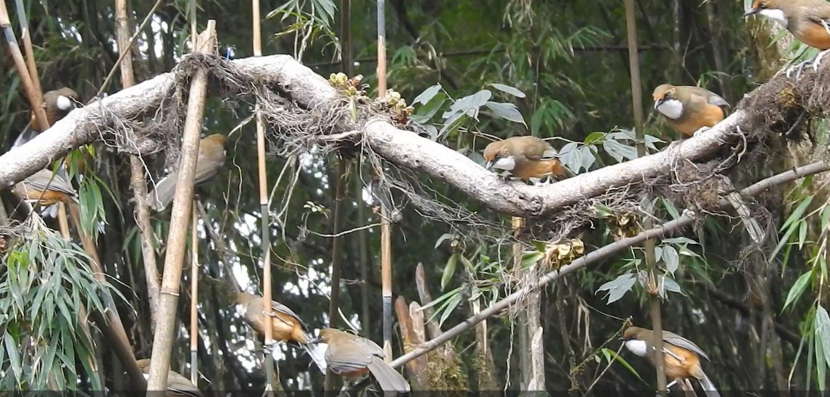 White-throated Laughingthrush - Gargi Mishra