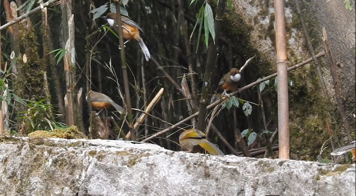 White-throated Laughingthrush - Gargi Mishra