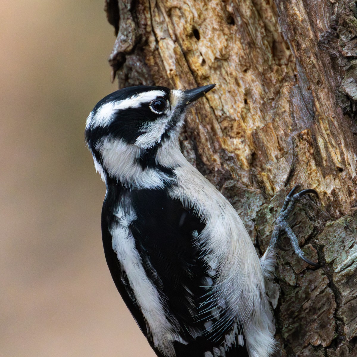 Downy Woodpecker (Eastern) - ML615577606