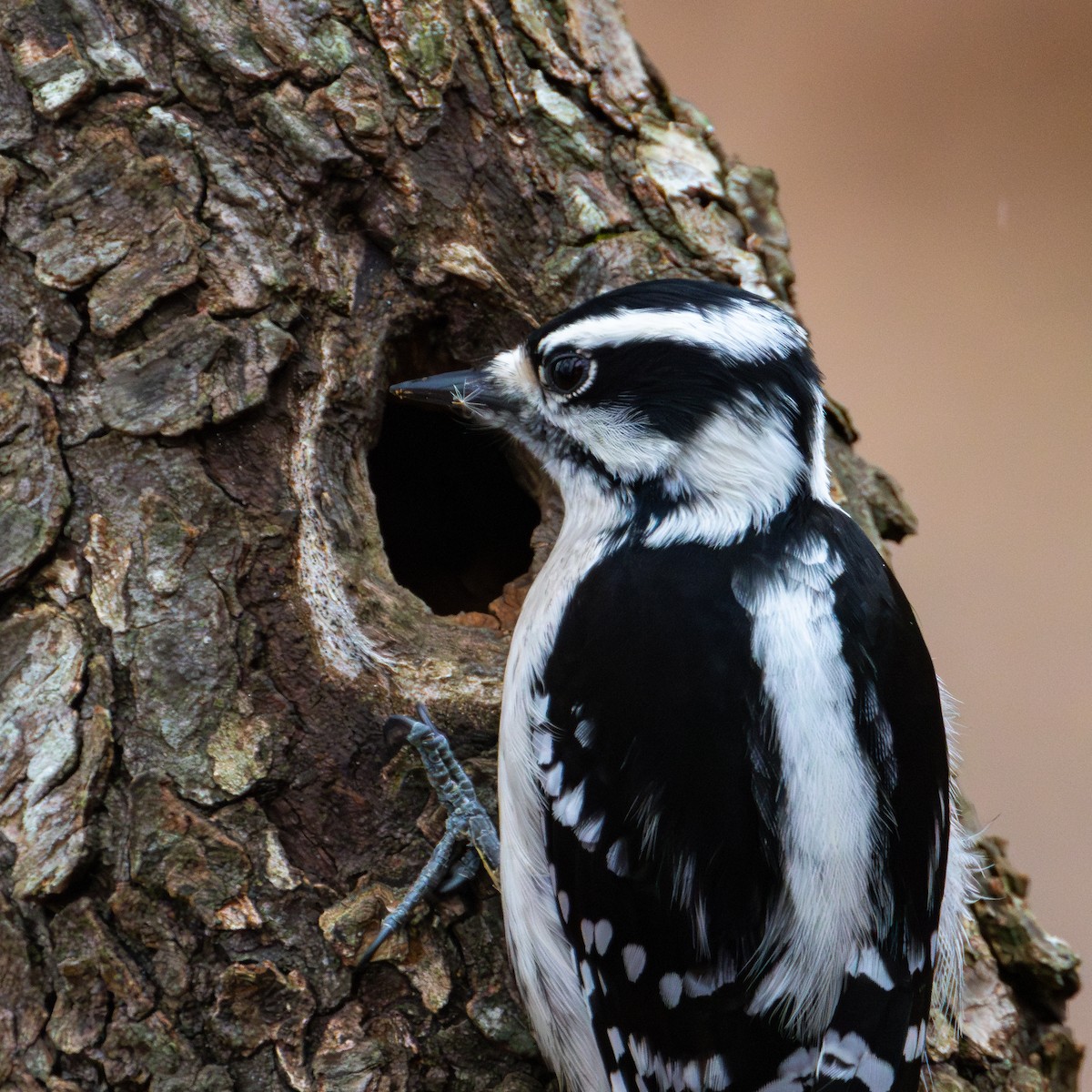 Downy Woodpecker (Eastern) - ML615577607